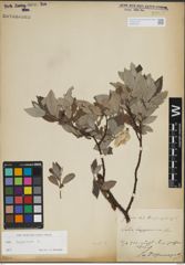 Foto von Salix lapponum L.